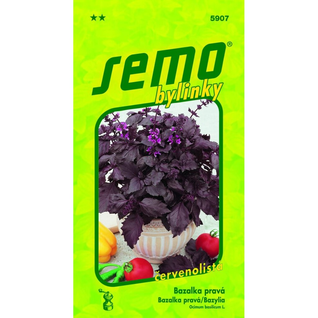 Red-leaved basil with pink flowers