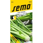 <p>Early variety of stalk celery with long