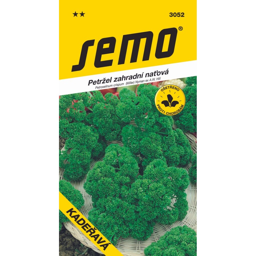 CURLY – vigorously growing variety of leaf parsley.